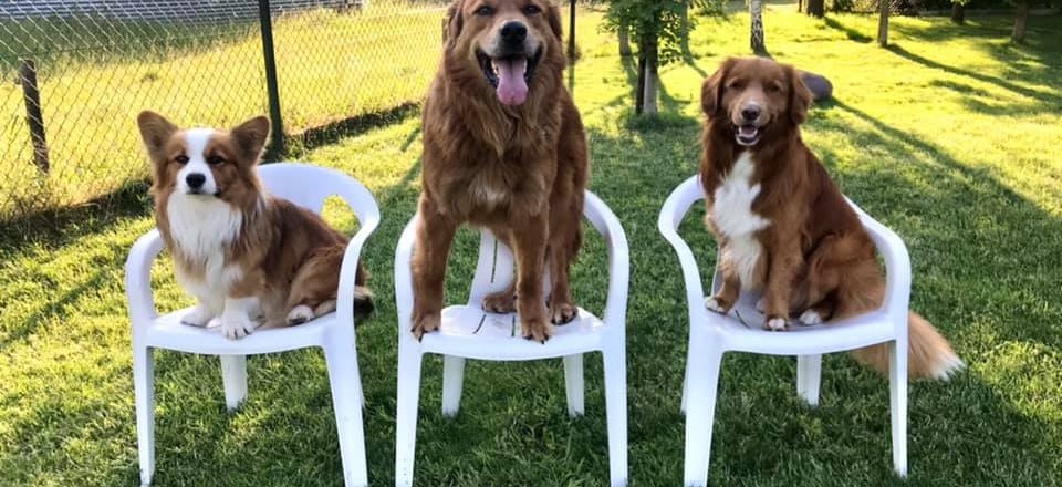drie honden op stoelen