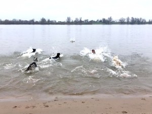 honden in het water