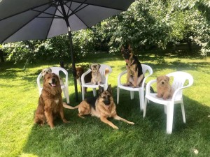 honden onder parasol